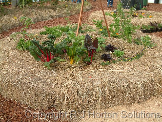 Vegie bed in straw